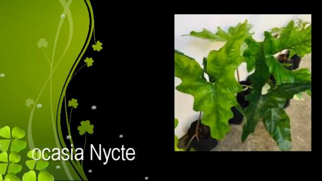 Alocasia!!! Ilang species meron dito sa Pinas? смотреть онлайн