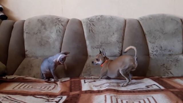 Прикольное видео про братьев наших меньших! Вот Вам и Кот с Собакой... Чтоб Все так жили! смотреть онлайн