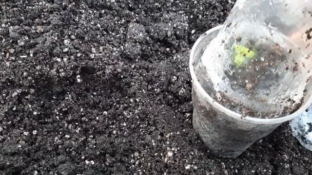 Самый лучший способ размножить малину корневыми побегами, крапивкой. смотреть онлайн