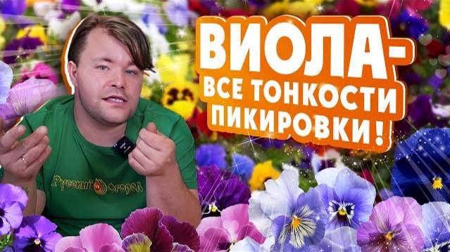 #ВИОЛА - ВСЕ ТОНКОСТИ ПИКИРОВКИ! Правила #пикировки виолы смотреть онлайн