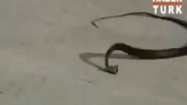 Змея укусила сама себя смотреть онлайн