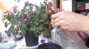 БАЛЬЗАМИН, ВАНЬКА МОКРЫЙ И НЕДОТРОГА ! способы размножения.