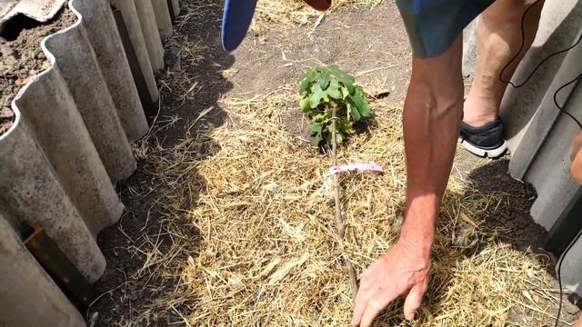 Посадка саженцев инжира на постоянное место смотреть онлайн