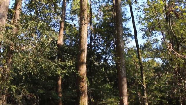 Taxodium distichum LSU OCS 4308 смотреть онлайн