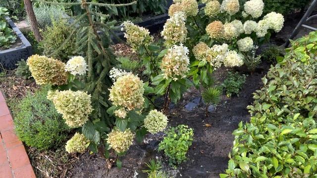 ОБРЕЗКА ВЕЙГЕЛ, ГОРТЕНЗИЙ, СПИРЕЙ, ТУИ В АВГУСТЕ. ПОДГОТОВКА К СЛЕДУЮЩЕМУ СЕЗОНУ НАЧАЛАСЬ.