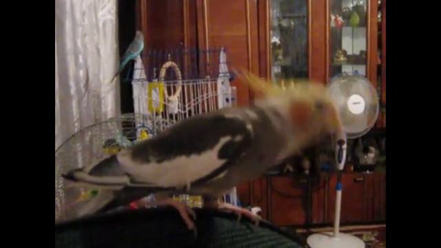 Корелла танцует. Жизнь попугаев. смотреть онлайн