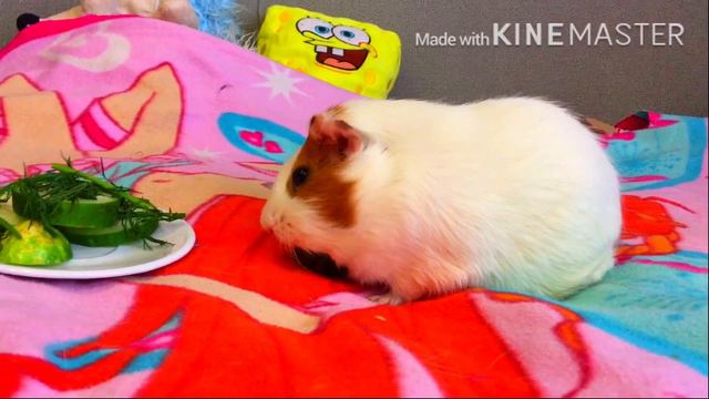 ПЛЮСЫ И МИНУСЫ СОДЕРЖАНИЯ МОРСКОЙ СВИНКИ смотреть онлайн