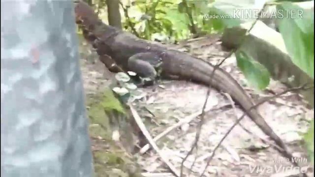 A dengarous snake found in bangladesh.this name goishap. смотреть онлайн