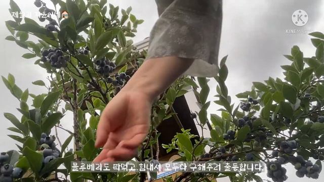 비 온 뒤 텃밭과 정원 정리 смотреть онлайн
