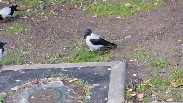 Вороны родители требуют уважения \ Crow parents demand respect смотреть онлайн