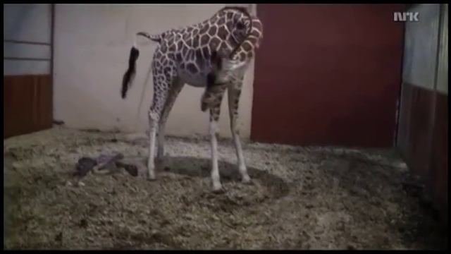 Как рожают жирафы смотреть онлайн