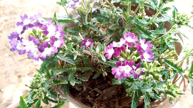Verbena plant Soil media care Tips Urdu Hindi / Video смотреть онлайн