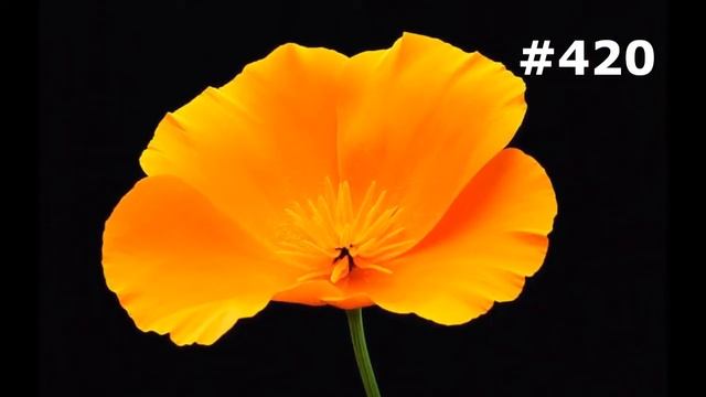 #420. Цветы и растения - самые яркие цветы смотреть онлайн