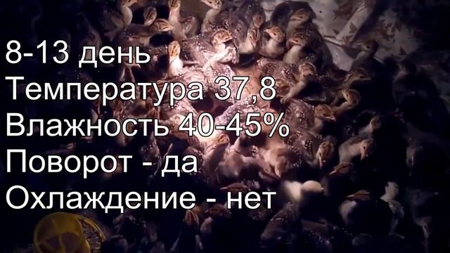 ? ИНКУБАЦИЯ куриных, индюшиных, гусиных яиц ??? Инкубация по дням таблица ? СМЕШАННАЯ инкубация смотреть онлайн