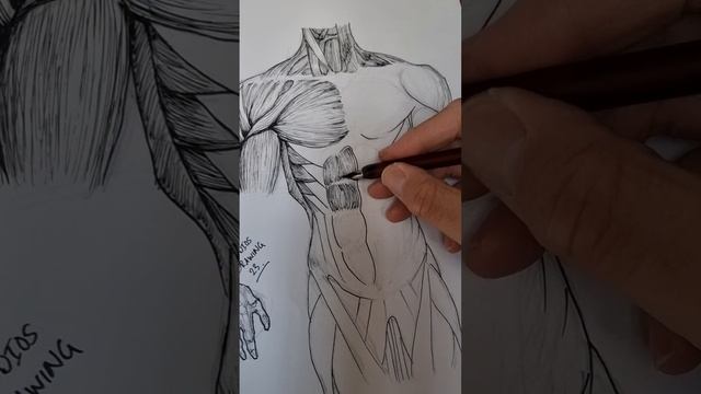 How to draw the Torso, ? Real-Time Drawing смотреть онлайн
