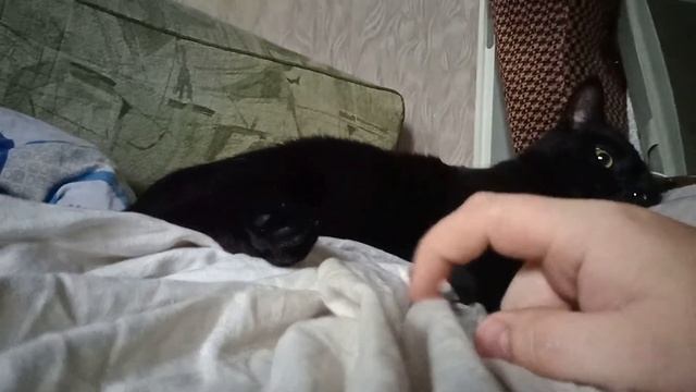 ЧТО КОШКИ ДУМАЮТ О ЛЮДЯХ. НЕДОВОЛЬНЫЙ КОТ #юмор смотреть онлайн