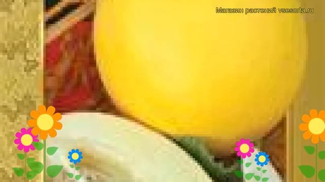 Дыня Казачка 244. Краткий обзор, описание характеристик, где купить семена Kazachka 244