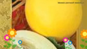 Дыня Казачка 244. Краткий обзор, описание характеристик, где купить семена Kazachka 244