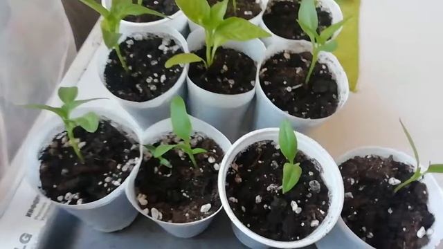 Обзор рассады /Наперстянка, алиссум, перец, баклажаны/ Городские Поселковые ? серия 104 смотреть онлайн