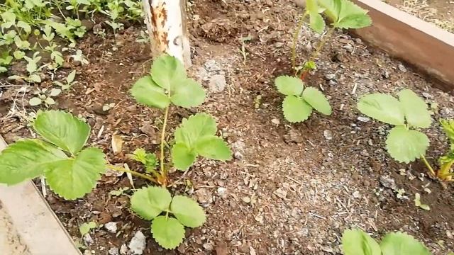 Самара. Клубника Азия. смотреть онлайн