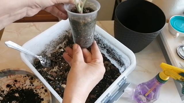 Алоказии ??Обзор и пересадка смотреть онлайн