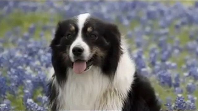 Самые красивые собаки