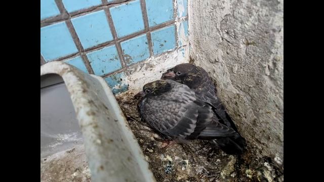 Остекление балкона и настил пола из половой рейки. Защита от голубей. смотреть онлайн