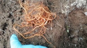 КЛЕМАТИС. Как правильно посадить в грунт новые растения