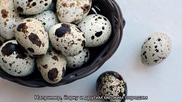 Можно ли собакам яйца: вареные и сырые, а также скорлупу смотреть онлайн