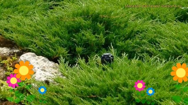 Можжевельник горизонтальный Андорра компакт. Краткий обзор juniperus horizontalis Andorra Compacta смотреть онлайн