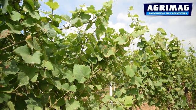 Agrimag | Peronospora della vite - Cause e sintomi смотреть онлайн