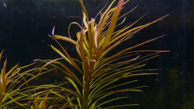 Eustralis Stellata - Potostemon Stellatus - Gwiezdnik Okółkowy