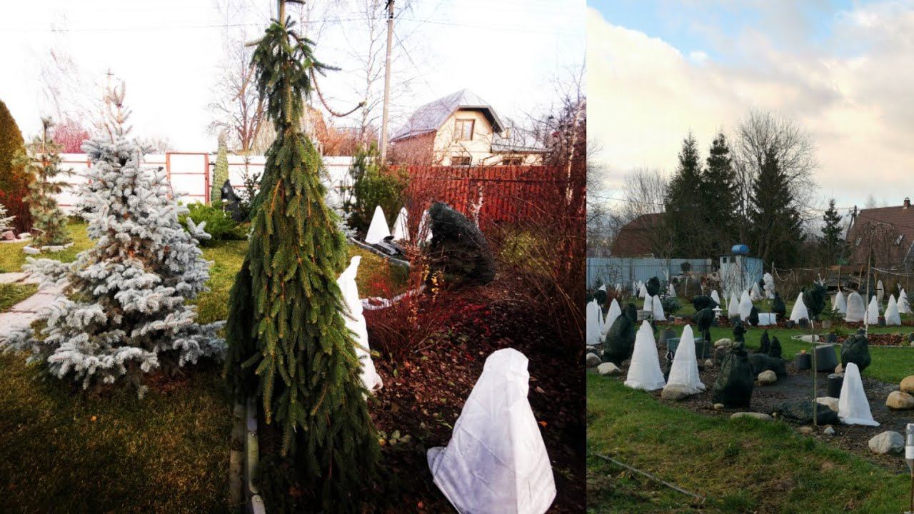 Укрытия для хвойныхЗимний "прикоп"хвойных саженецев Приглашаю на последнюю осеннюю прогулку смотреть онлайн