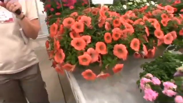 The Agrexco Companies, at PP&L смотреть онлайн