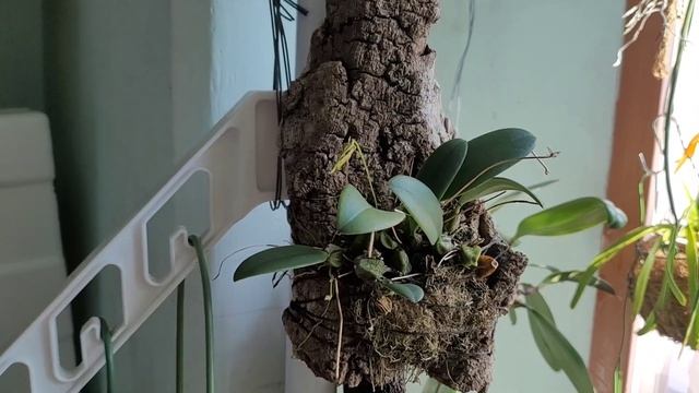 Bulbophyllum sp. первое домашнее цветение. смотреть онлайн