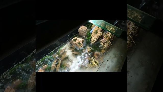 Акваскейп 600л. Посадка растений в природном аквариуме. Подготовка воды для аквариума. смотреть онлайн