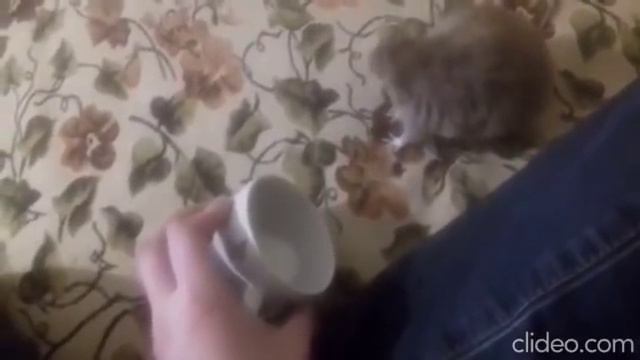 Крыска пьёт молоко с кружки. смотреть онлайн