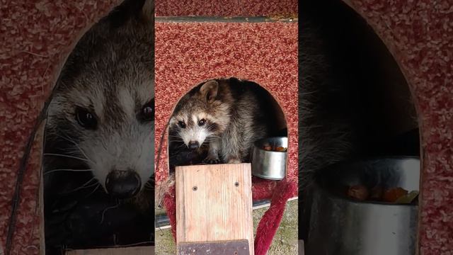 #ямыилюша #помощьбездомнымживотным #анапа #raccoon #море #енотики #reels смотреть онлайн