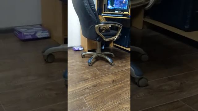 Мой кот сел на кресло смотреть онлайн