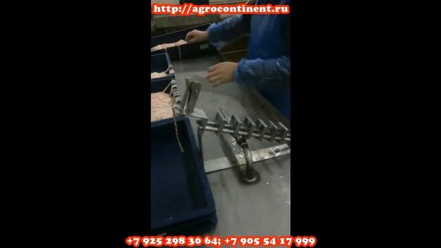 Калибровка, кишок свиней, черевы, обработка кишок смотреть онлайн