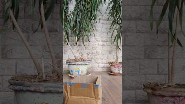 BOYA BY V20 OMNIDIRECTIONAL WIRELESS MICROPHONE UNBOXING || BOYA MIC || #boyamicrophone смотреть онлайн