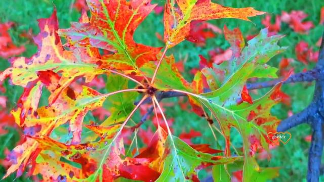 💕Alexander Tarasov - September💕 смотреть онлайн