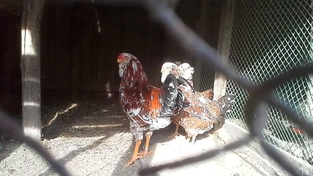 Видео_обзор орловские куры. 4 смотреть онлайн