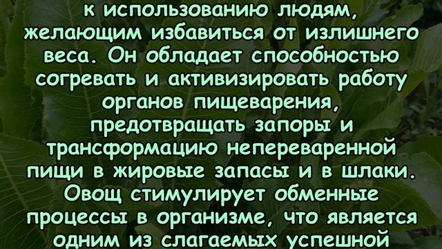 ЧЕМ ТАК ПОЛЕЗЕН ХРЕН? Рецепты лечения смотреть онлайн