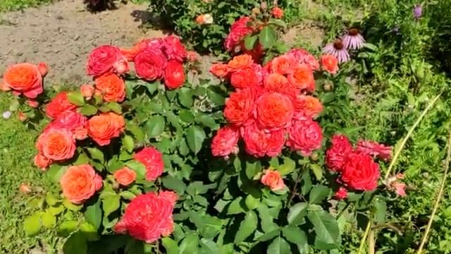 Эмильен Гийо от Елены Иващенко смотреть онлайн