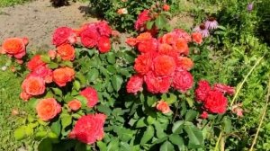 Эмильен Гийо от Елены Иващенко