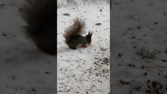 Жители леса. Животные. Белка наедается на зиму. Ест орехи ягоды смотреть онлайн