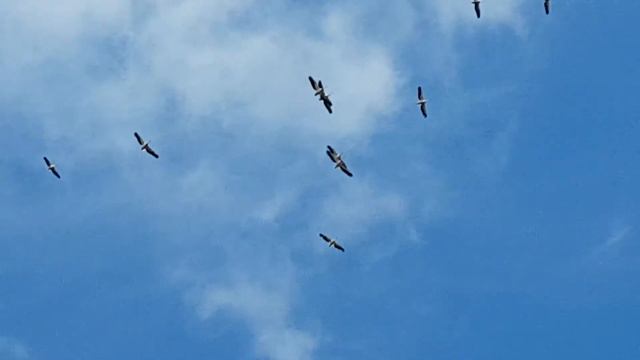 Пеликаны в небе смотреть онлайн