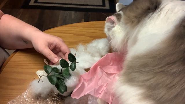 Wishlist Plant Unboxing 🌱/Plant Mail смотреть онлайн