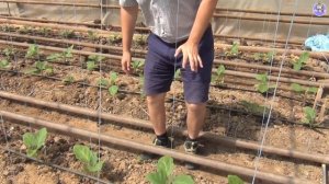 Как выращивать баклажаны? Технология выращивания баклажанов в теплице.